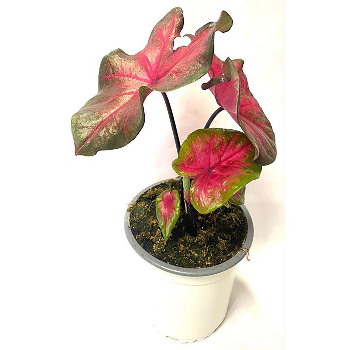 FLORES DE MI TIERRA - Caladium 20 cm Natural CT14