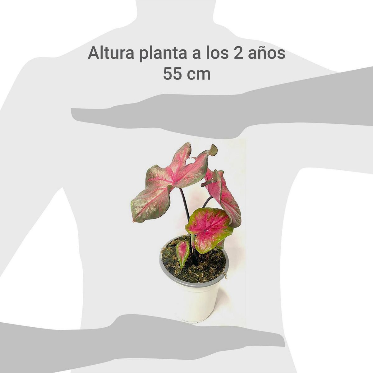 FLORES DE MI TIERRA - Caladium 20 cm Natural CT14