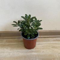 Arbusto Pitosporum Tobira Enano Natural 15 cm