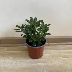 GENERICO - Arbusto Pitosporum Tobira Enano Natural 15 cm