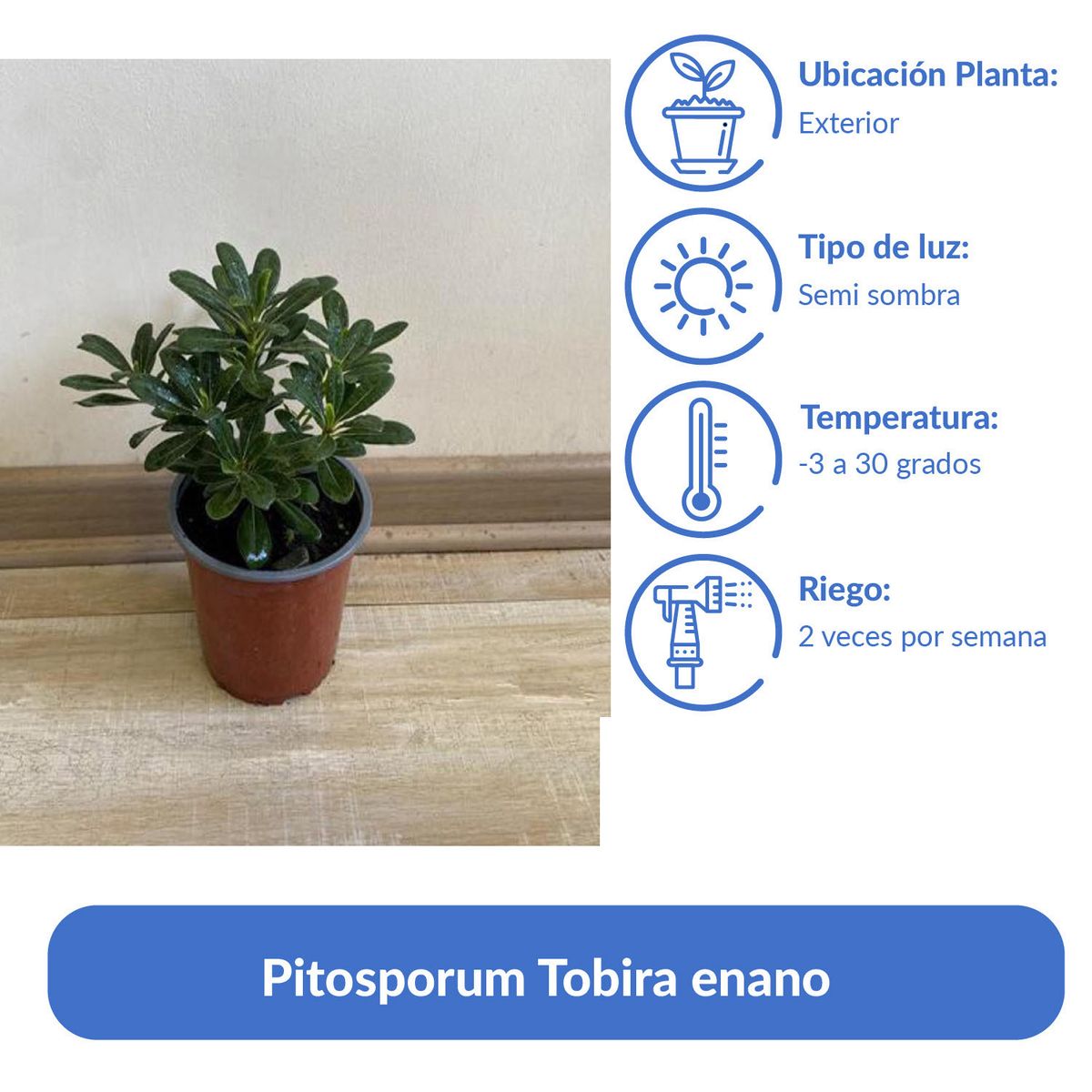 GENERICO - Arbusto Pitosporum Tobira Enano Natural 15 cm