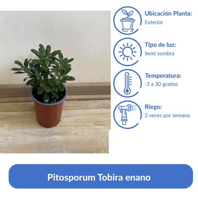 Imagen 2 del producto Arbusto Pitosporum Tobira Enano Natural 15 cm
