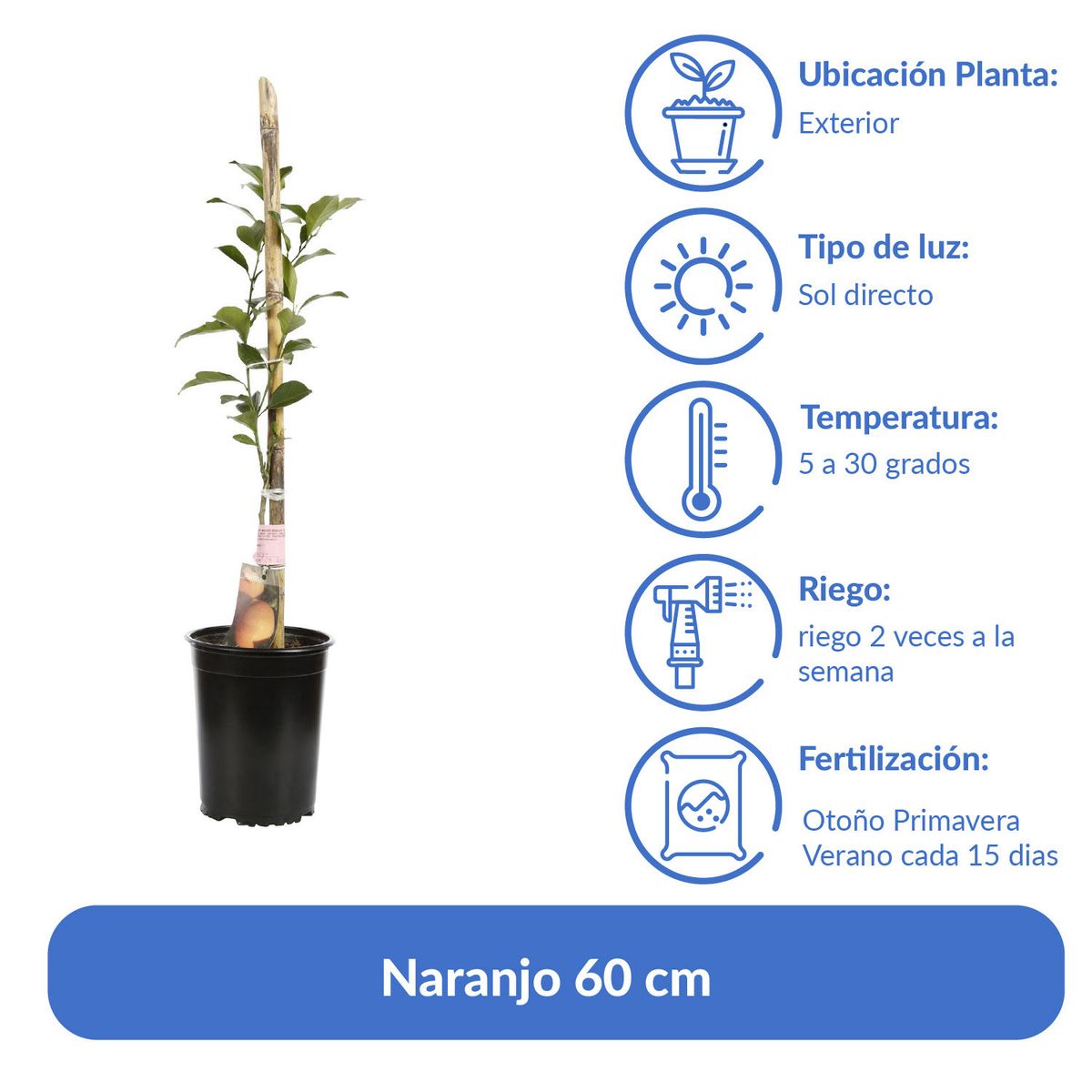 LAS BANDURRIAS - Árbol Naranjo Natural 