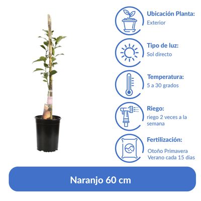 Imagen 2 del producto Árbol Naranjo Natural