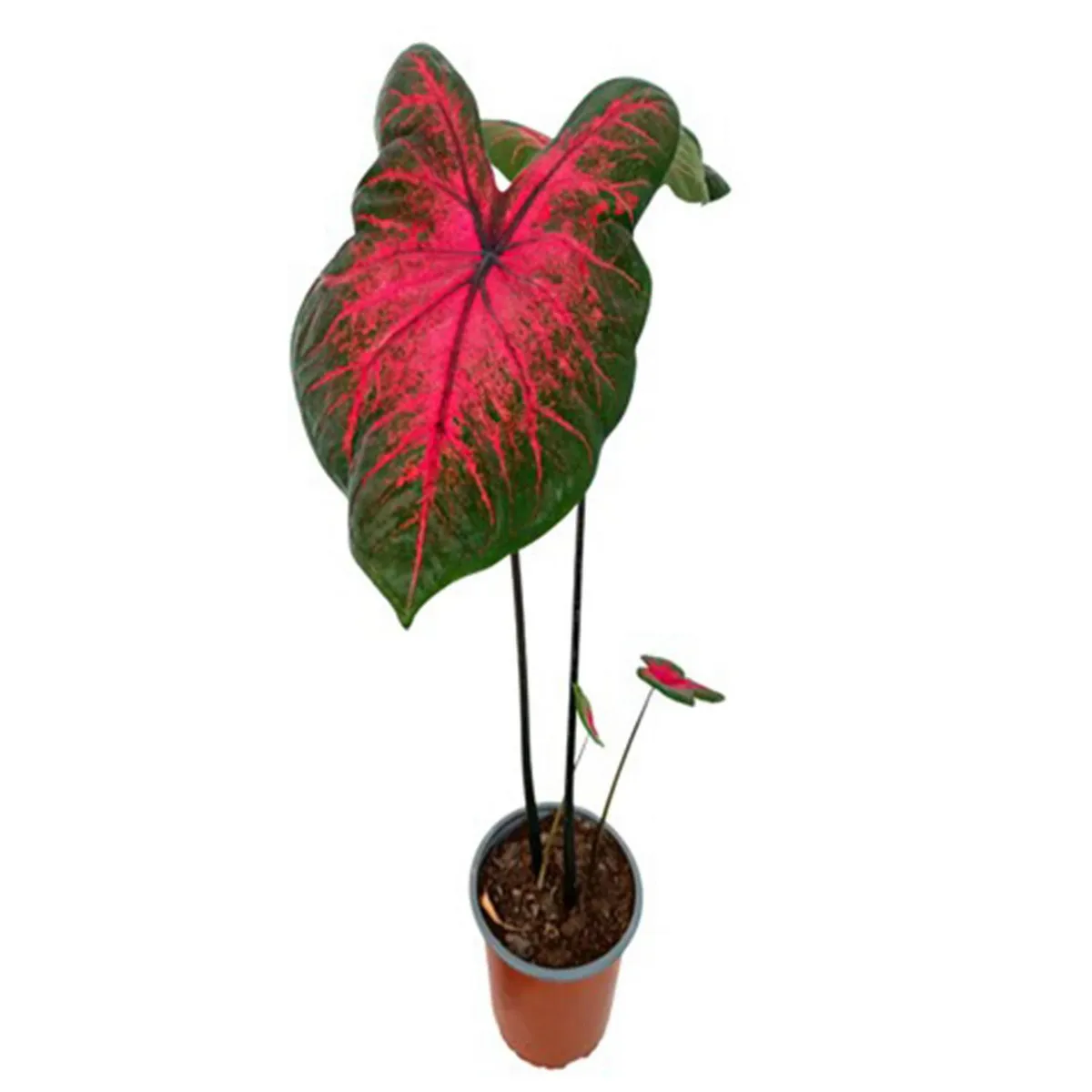 GENERICO - Caladium 40 cm Natural CT15