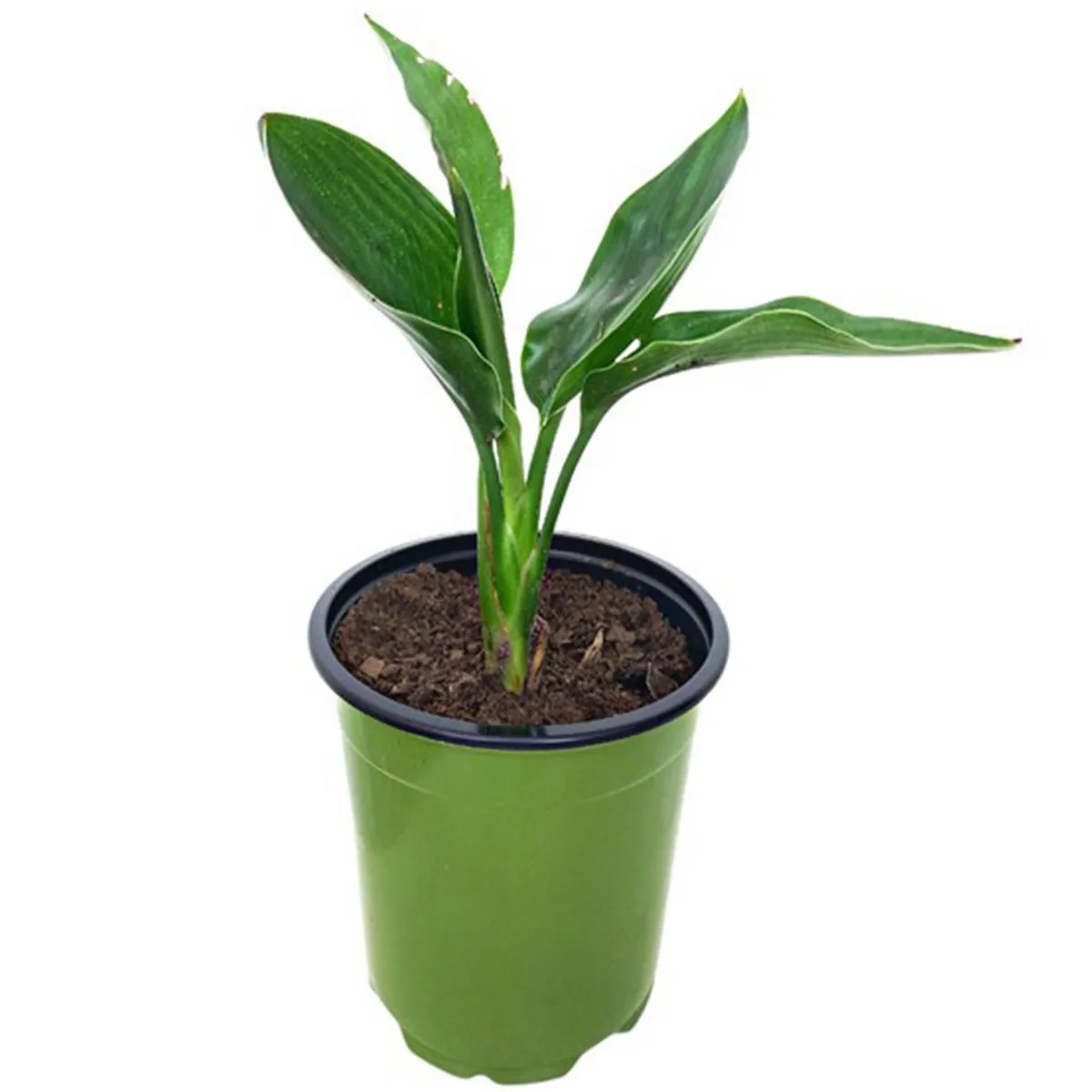 GENERICO - Arbusto Flor del Pájaro Natural 15 cm