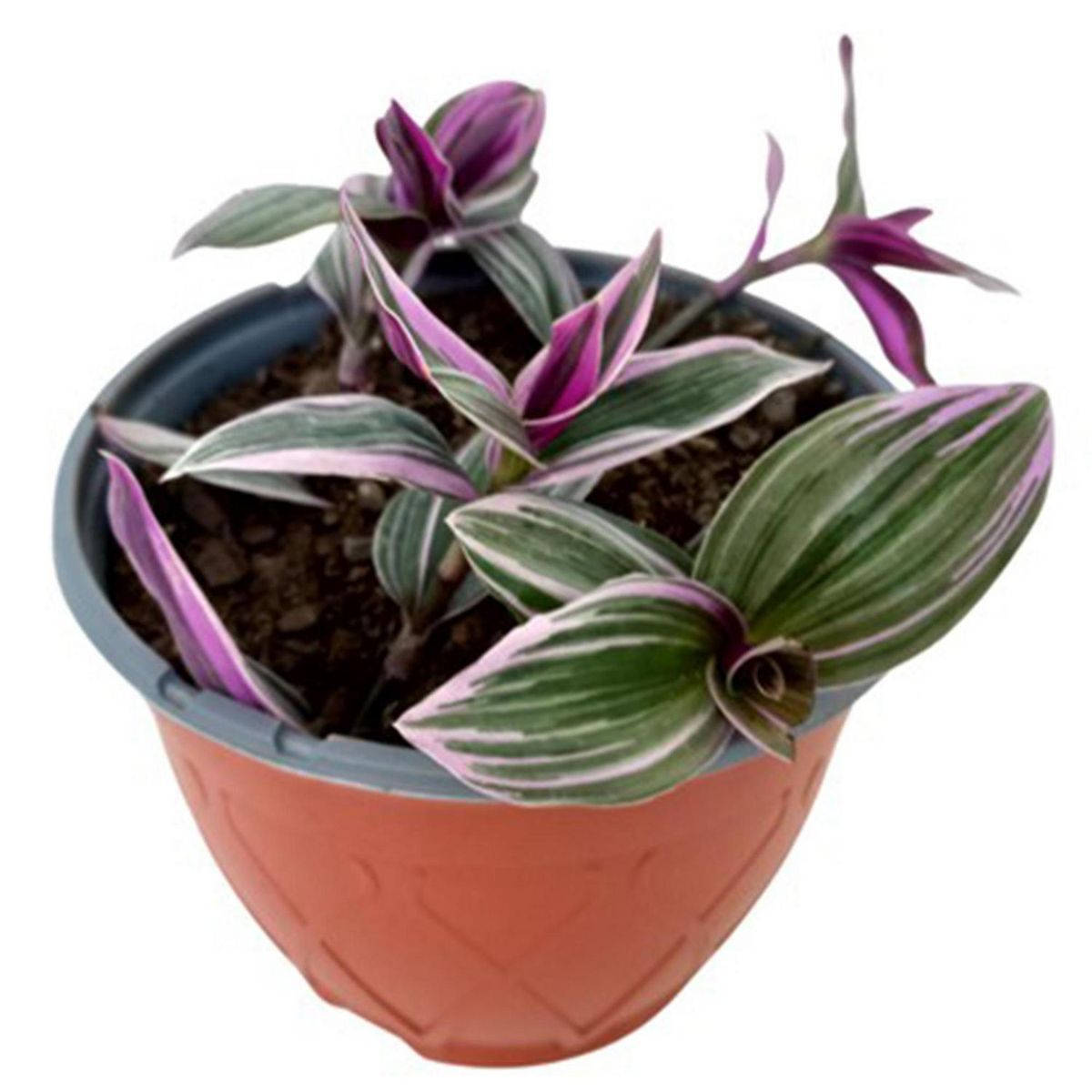 GENERICO - Tradescantia Pink 15 cm Natural CT15