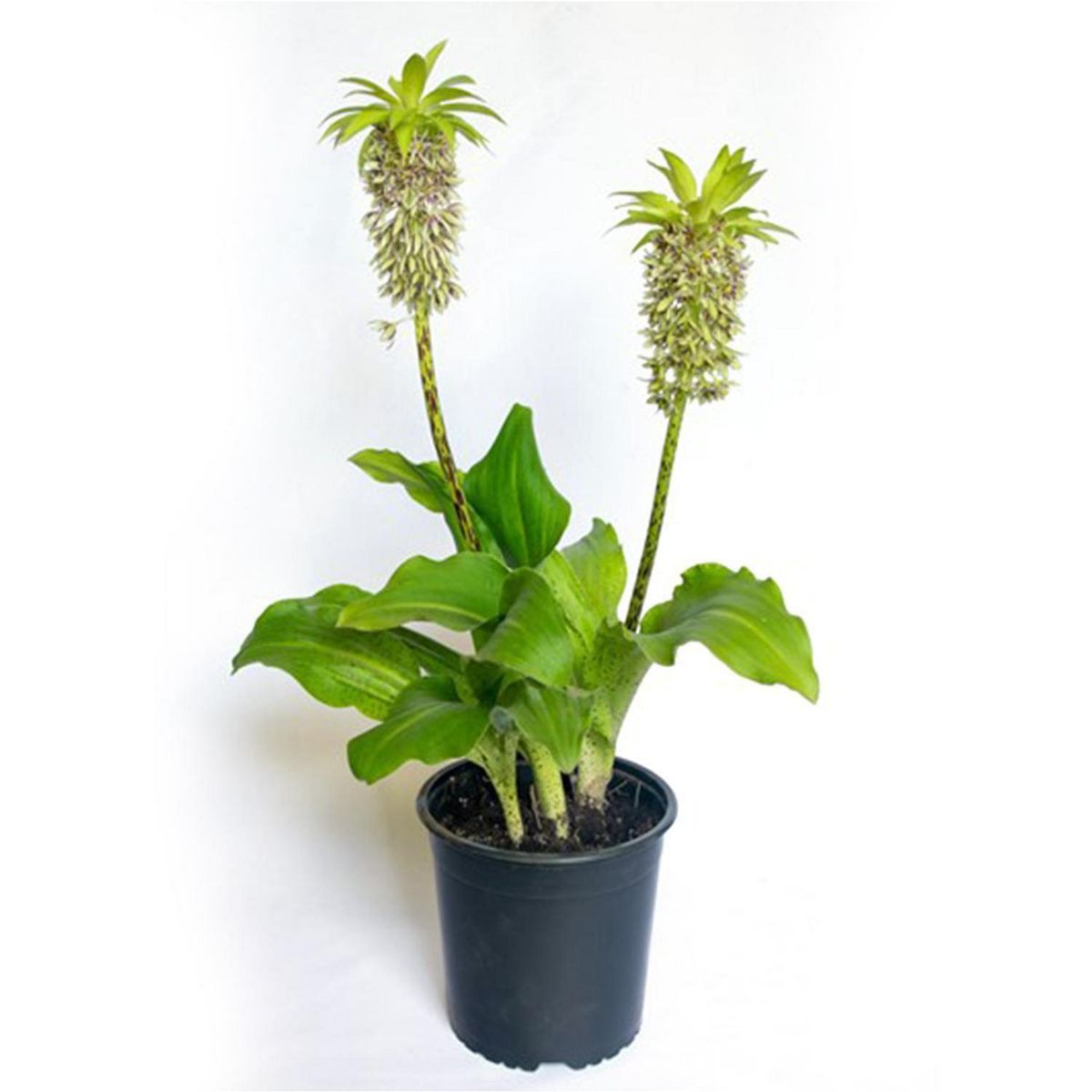 VIVERO LOS BOLDOS - Eucomis Bicolor 40 cm Natural CT19