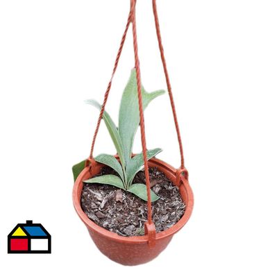Helecho cuerno alce 20 cm CT15
