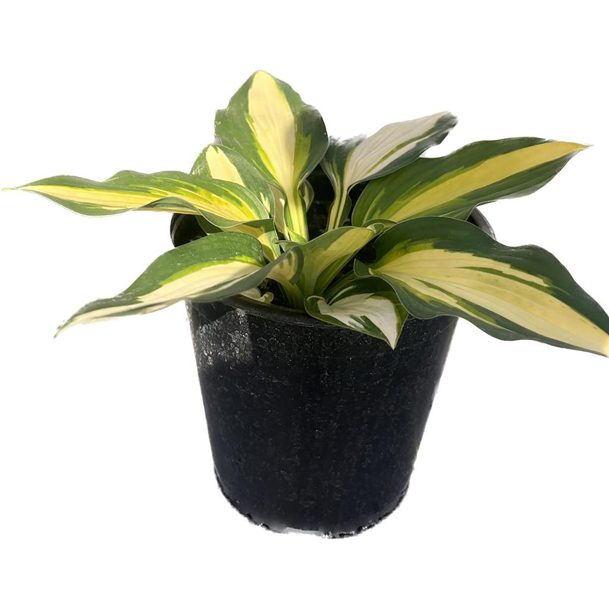 FLORES DE MI TIERRA - Hosta 40 cm Natural CT17