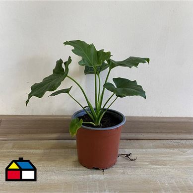 Philodendro paraguayo 20 cm CT15