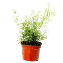 VIVEROS HIJUELAS - Planta Esparraguera Natural 10 cm