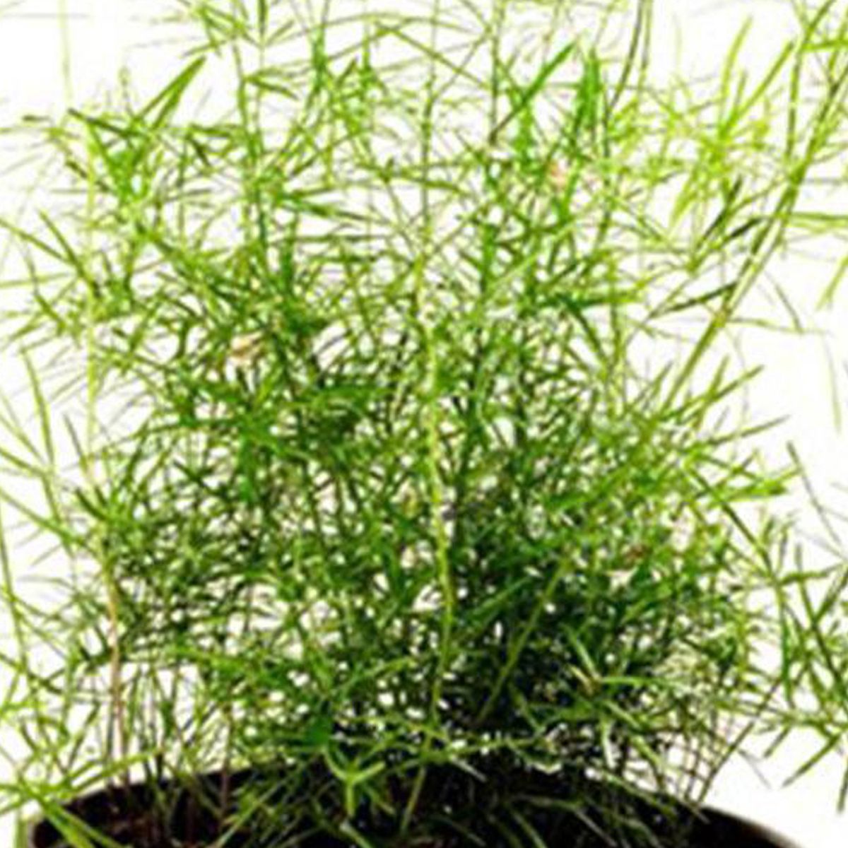 VIVEROS HIJUELAS - Planta Esparraguera Natural 10 cm