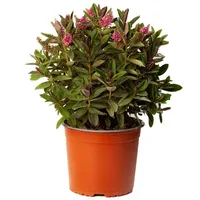 Planta Hebe Queen Colores Natural 20 cm
