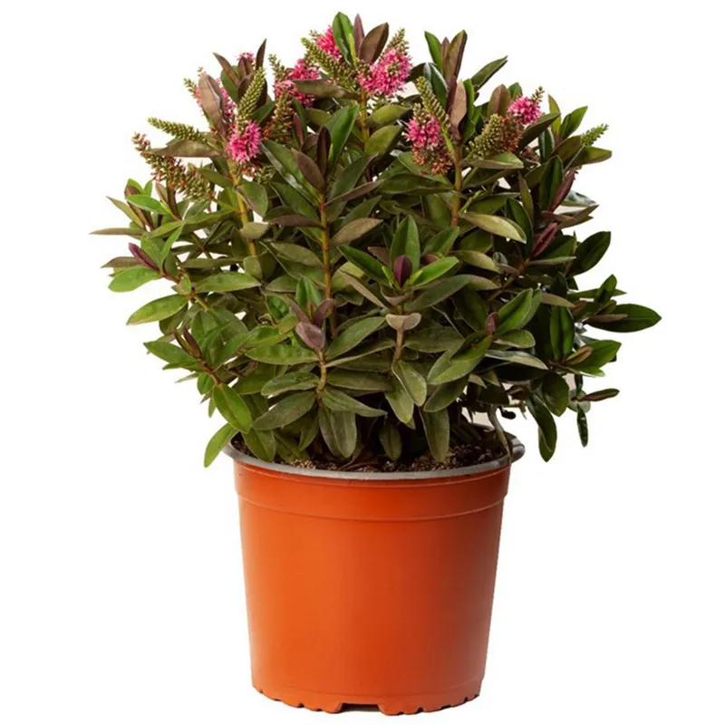 VIVEROS HIJUELAS - Planta Hebe Queen Colores Natural 20 cm