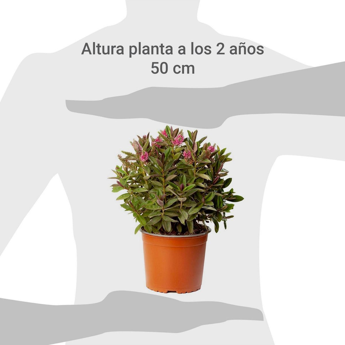 VIVEROS HIJUELAS - Planta Hebe Queen Colores Natural 20 cm