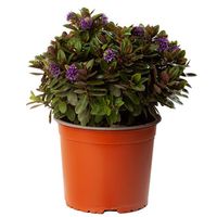 Planta Hebe Princess Colores Natural 10 cm