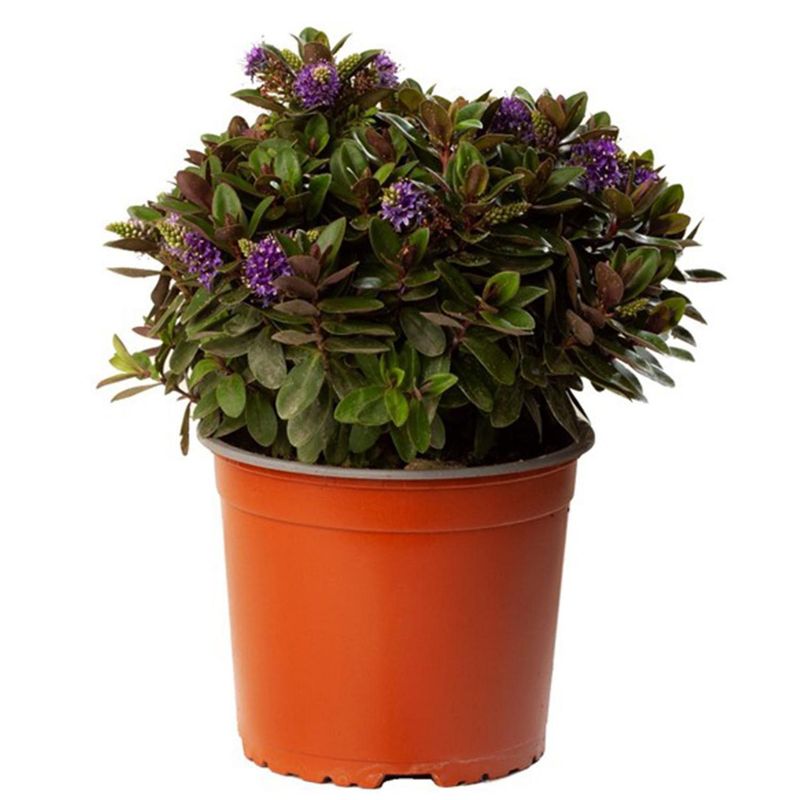 VIVEROS HIJUELAS - Planta Hebe Princess Colores Natural 10 cm