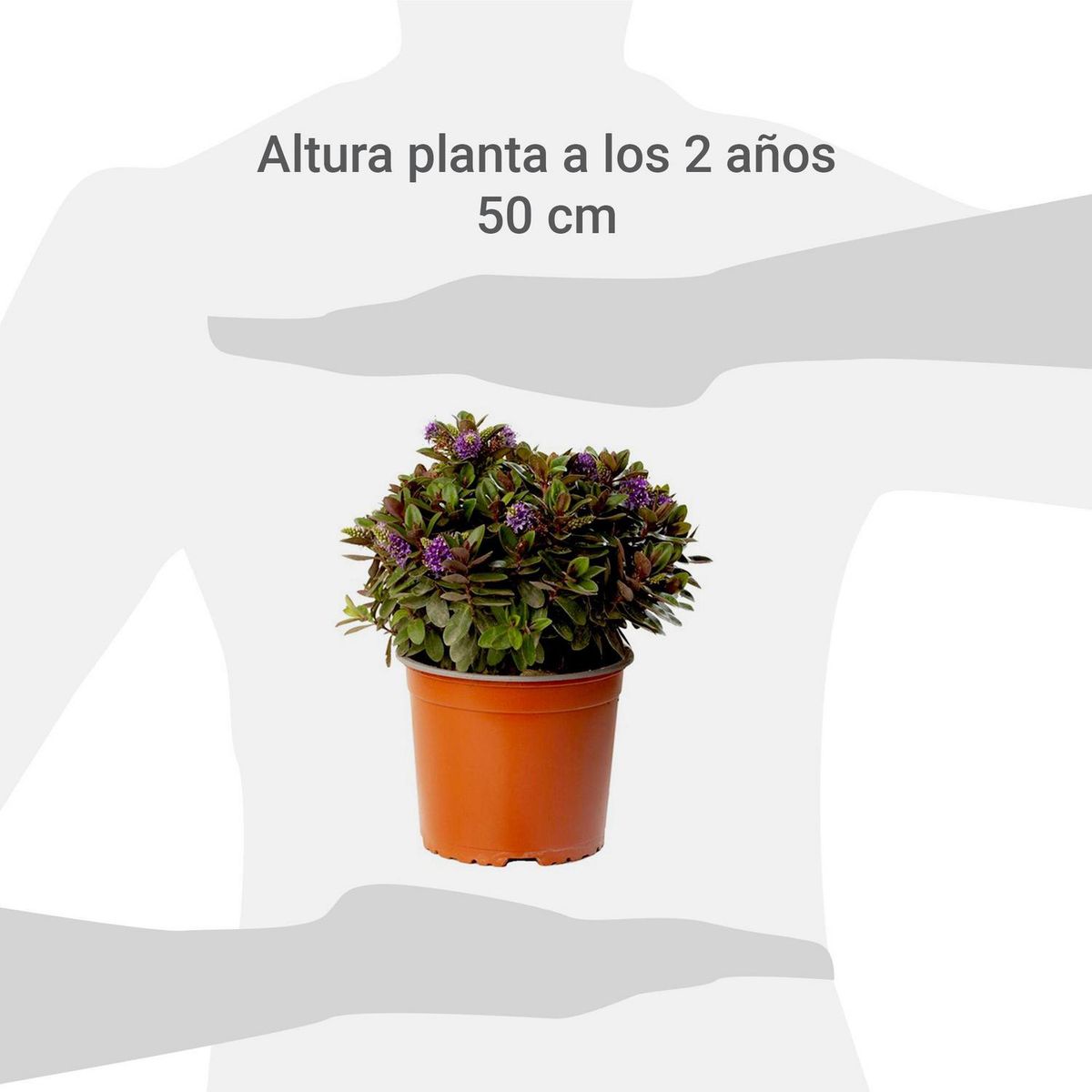 VIVEROS HIJUELAS - Planta Hebe Princess Colores Natural 10 cm