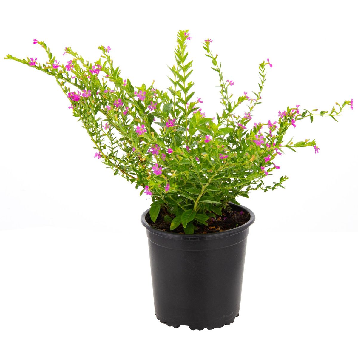 LAS BANDURRIAS - Veronica Colombiana 15 cm Natural CT12