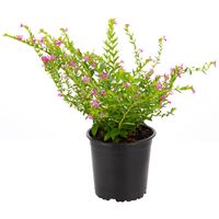 Veronica Colombiana 15 cm Natural CT12