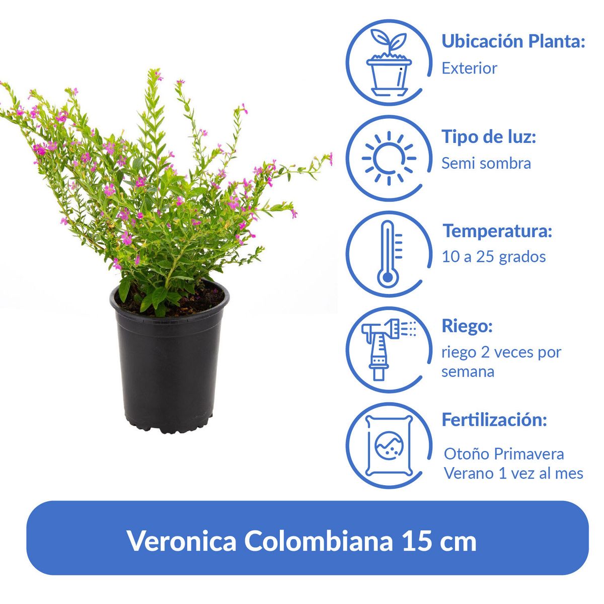 LAS BANDURRIAS - Veronica Colombiana 15 cm Natural CT12