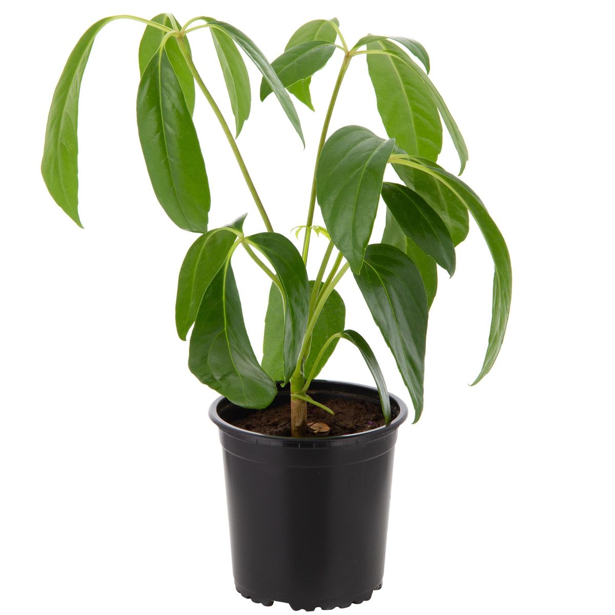 LAS BANDURRIAS - Schefflera Actinoph 25 cm Natural CT14