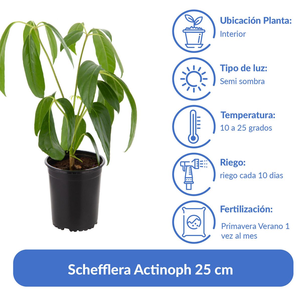 LAS BANDURRIAS - Schefflera Actinoph 25 cm Natural CT14