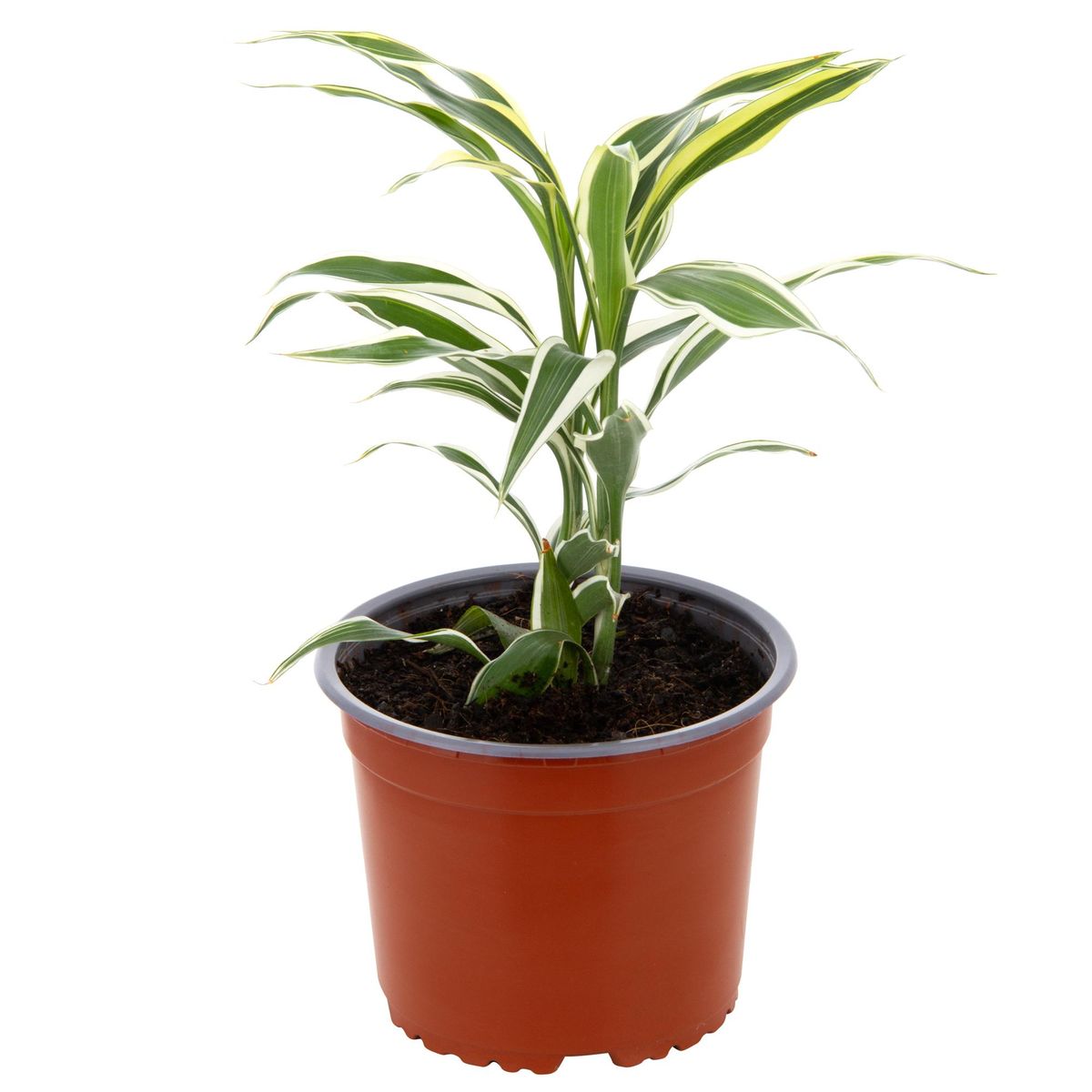 LAS BANDURRIAS - Dracena Sanderiana 20 cm Natural CT15
