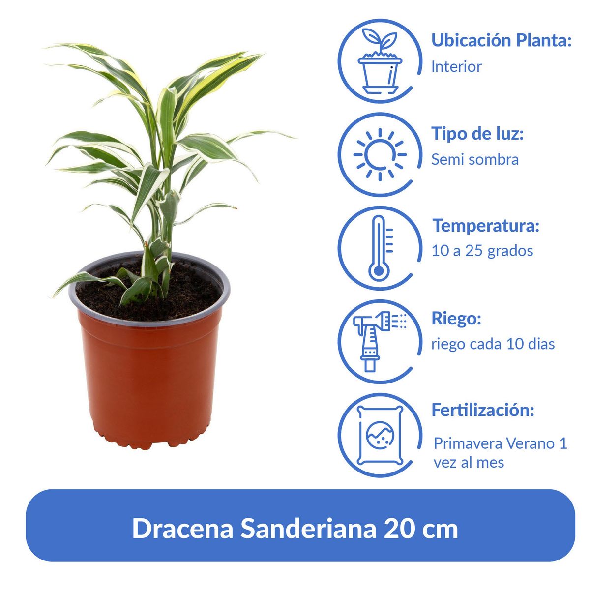 LAS BANDURRIAS - Dracena Sanderiana 20 cm Natural CT15