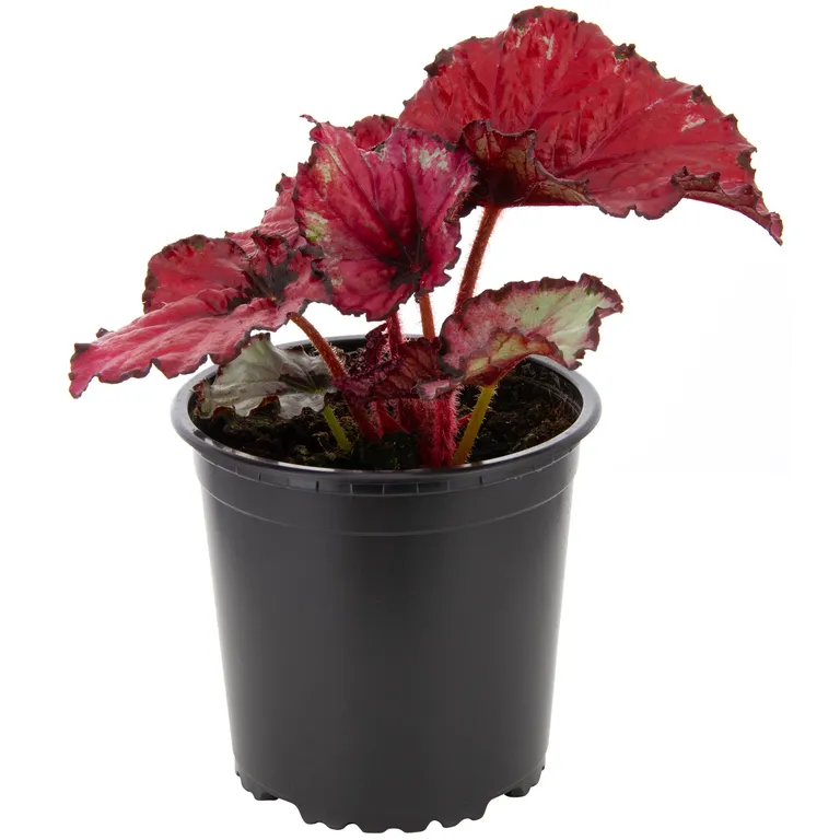 Begonia Rex 10 cm Natural CT13