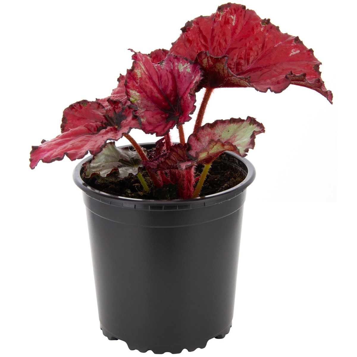 LAS BANDURRIAS - Begonia Rex 10 cm Natural CT13
