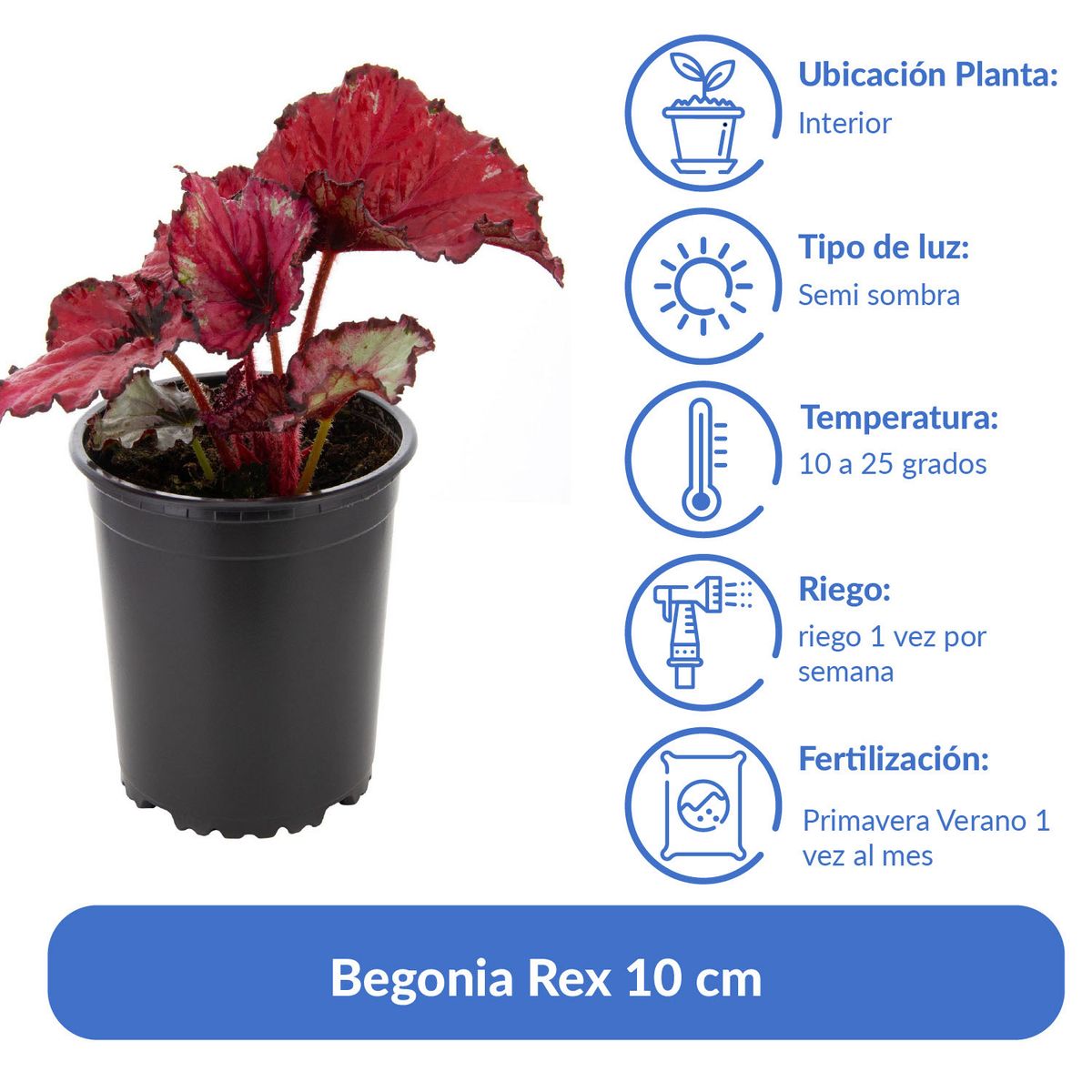 LAS BANDURRIAS - Begonia Rex 10 cm Natural CT13