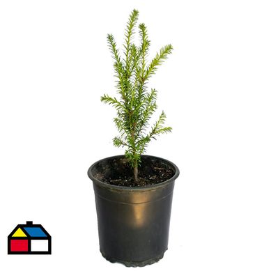 Taxus 30 centmetros CT19