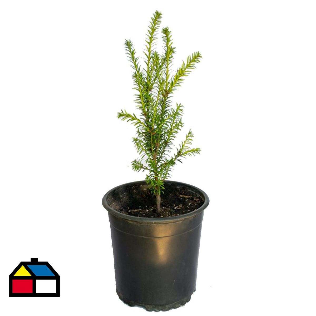 VIVERO LOS BOLDOS - Árbol Taxus Natural 30 cm