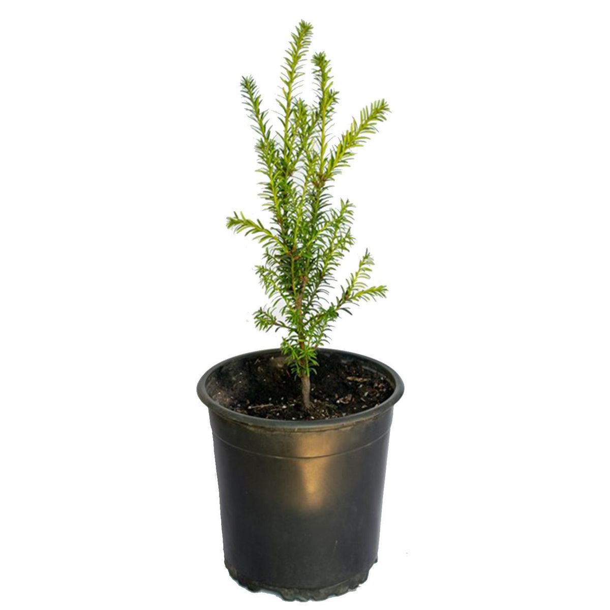 VIVERO LOS BOLDOS - Árbol Taxus Natural 30 cm