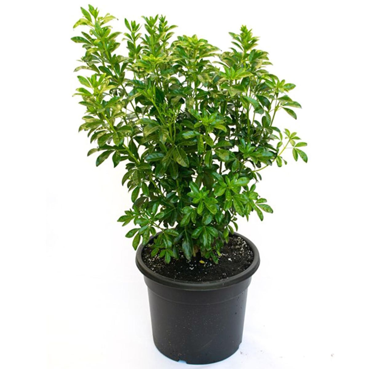 VIVERO LOS BOLDOS - Arbusto Choisya Natural 60 cm