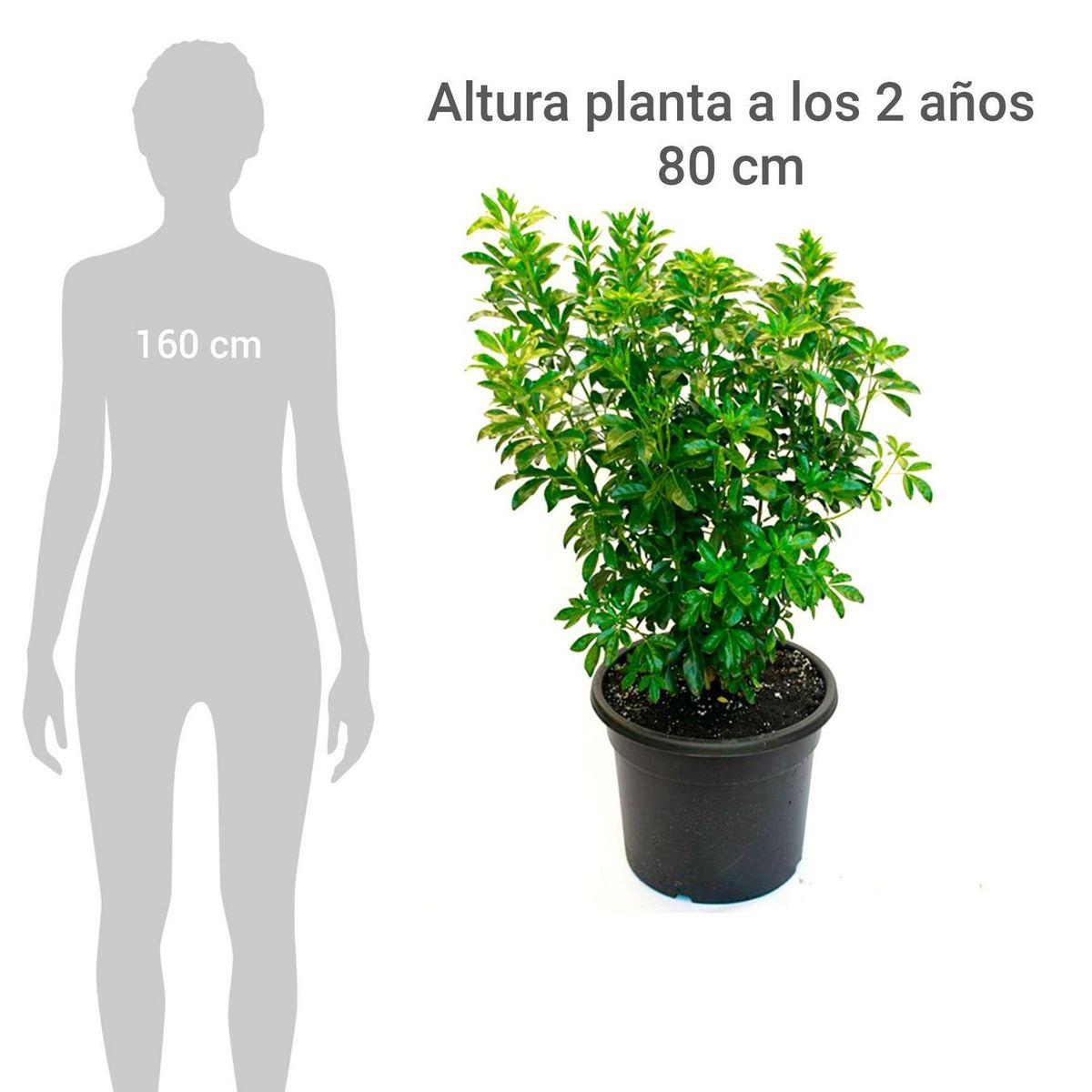 VIVERO LOS BOLDOS - Arbusto Choisya Natural 60 cm