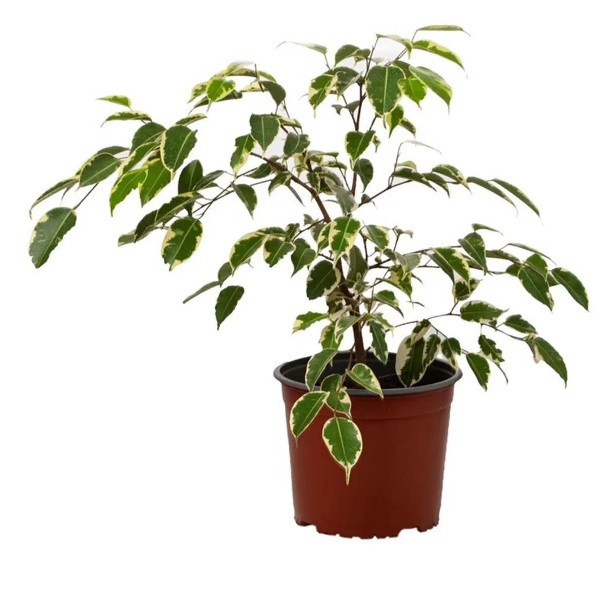 VIVEROS HIJUELAS - Ficus Samantha 30 cm Natural CT17