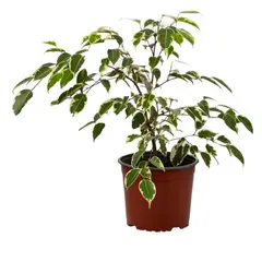 VIVEROS HIJUELAS - Ficus Samantha 30 cm Natural CT17