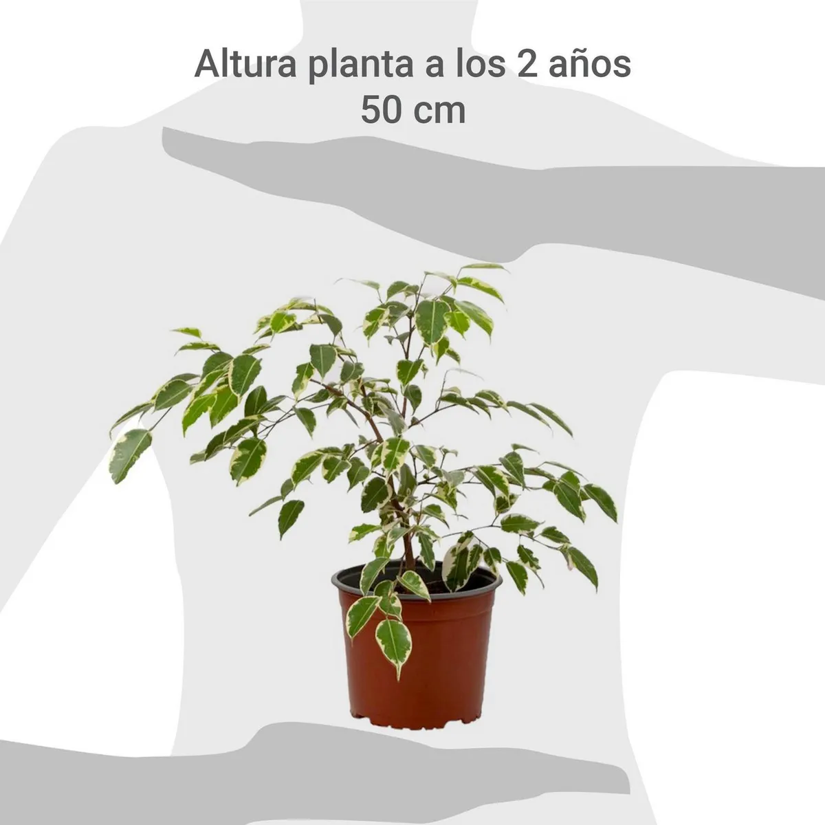 VIVEROS HIJUELAS - Ficus Samantha 30 cm Natural CT17