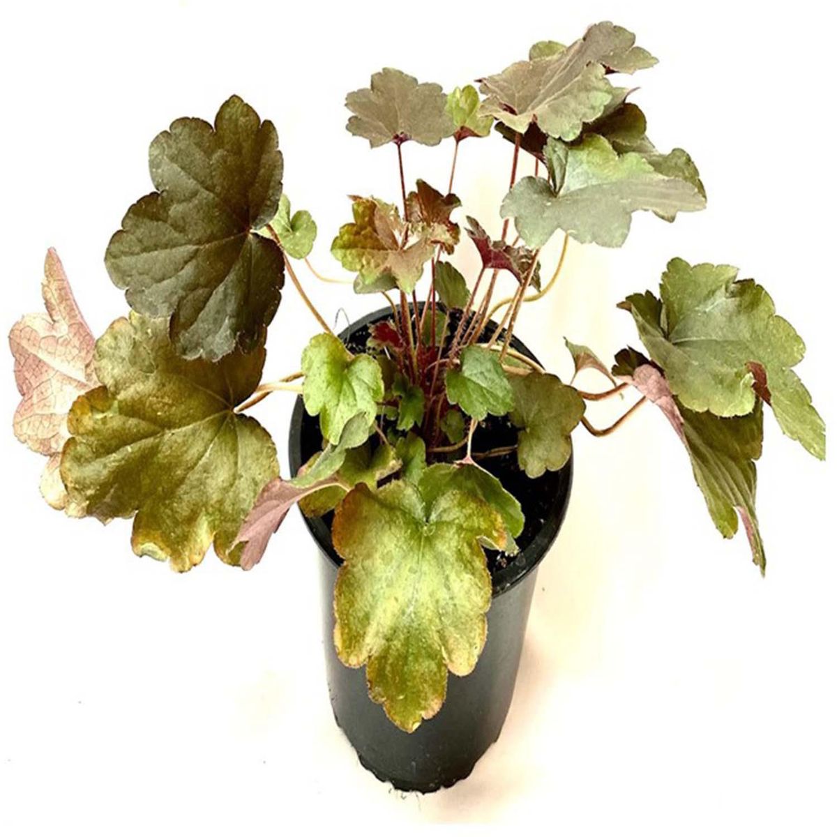 FLORES DE MI TIERRA - Dolar 10 cm Natural CT15