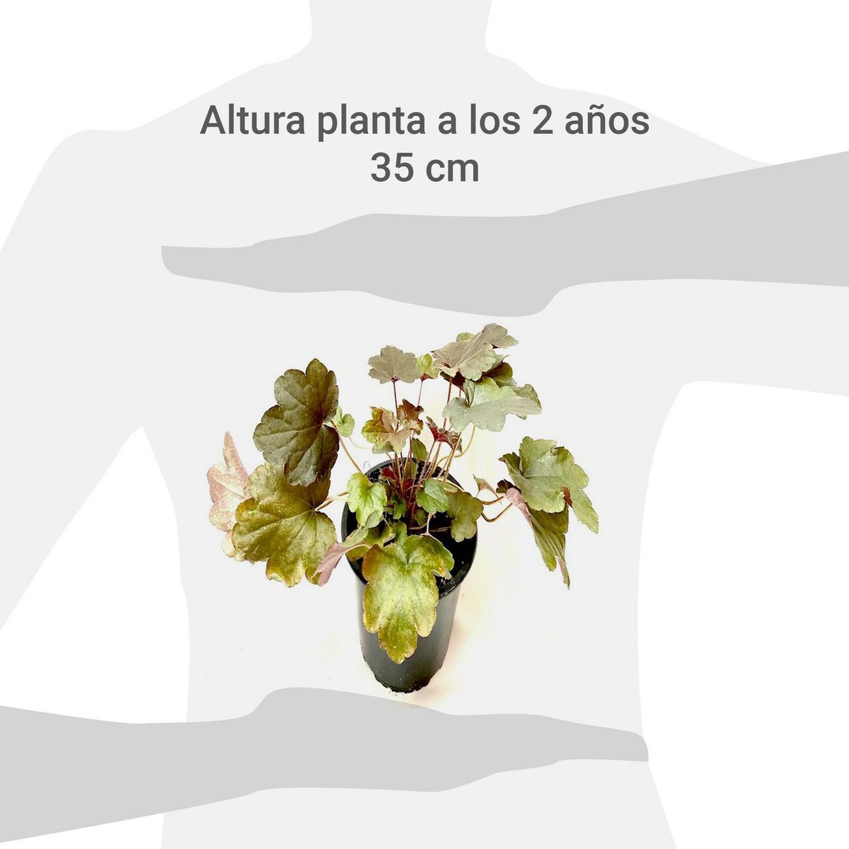FLORES DE MI TIERRA - Dolar 10 cm Natural CT15