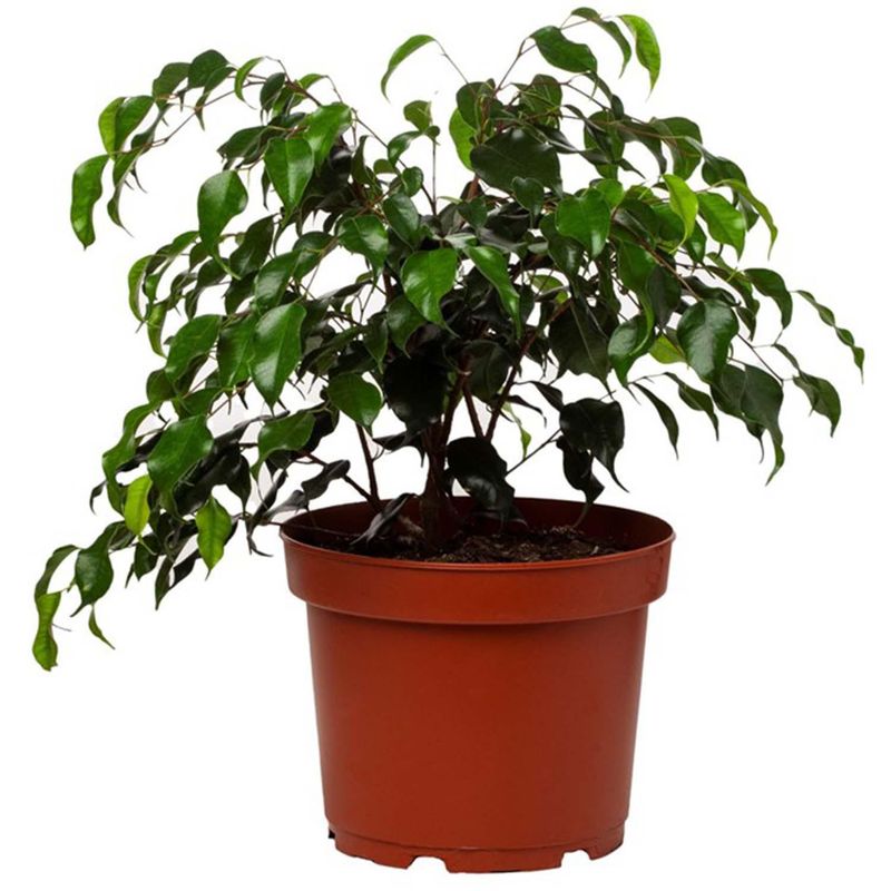 VIVEROS HIJUELAS - Ficus Naomi 40 cm Natural CT24