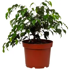 VIVEROS HIJUELAS - Ficus Naomi 40 cm Natural CT24