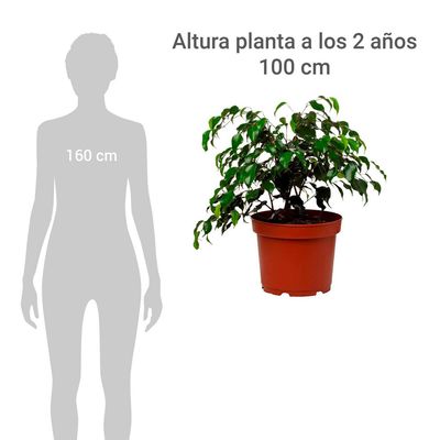 Imagen 2 del producto Ficus Naomi 40 cm Natural CT24