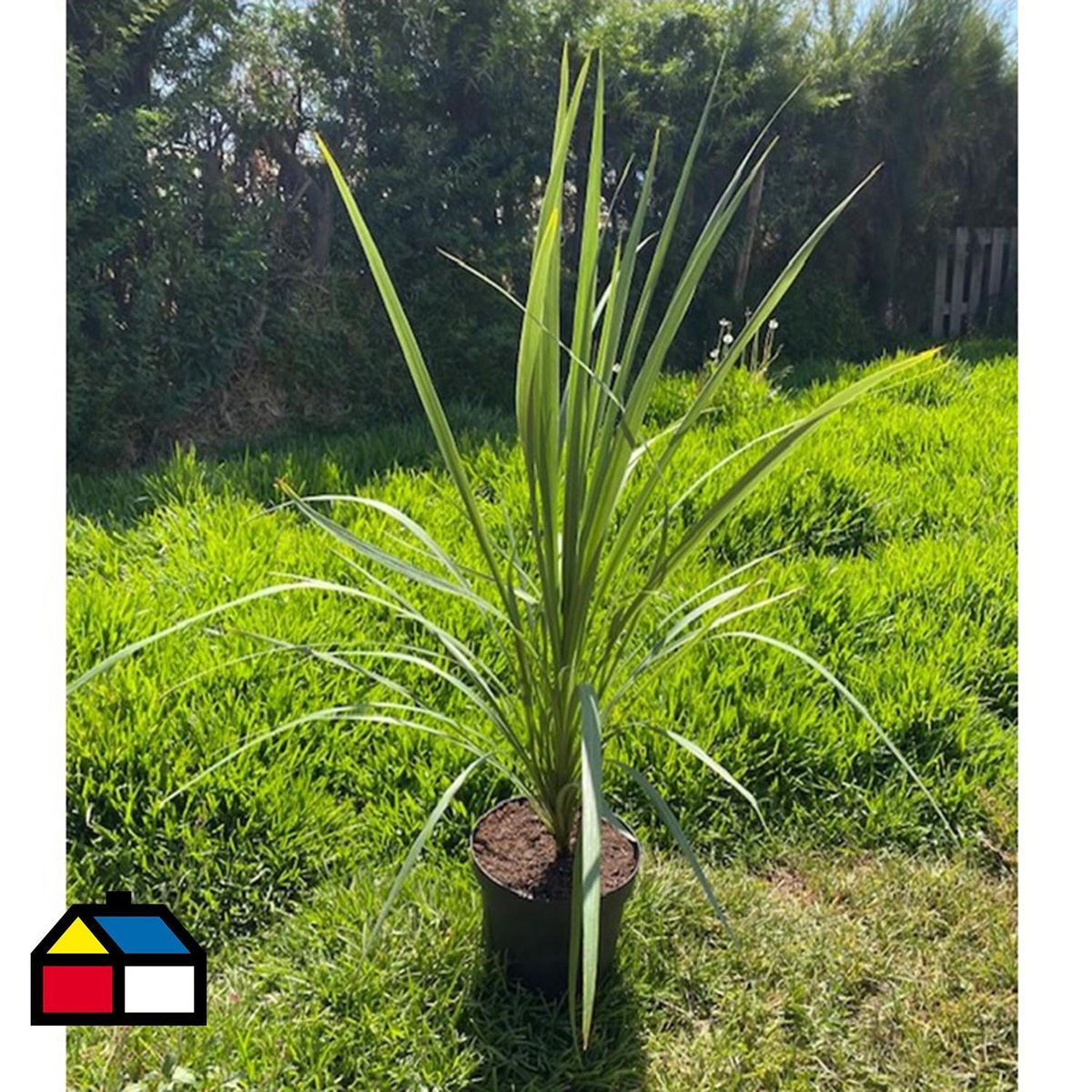 FLORES DE MI TIERRA - Dracena Jardín 110 cm Natural CT26