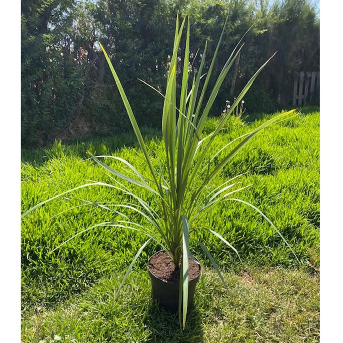 FLORES DE MI TIERRA - Dracena Jardín 110 cm Natural CT26
