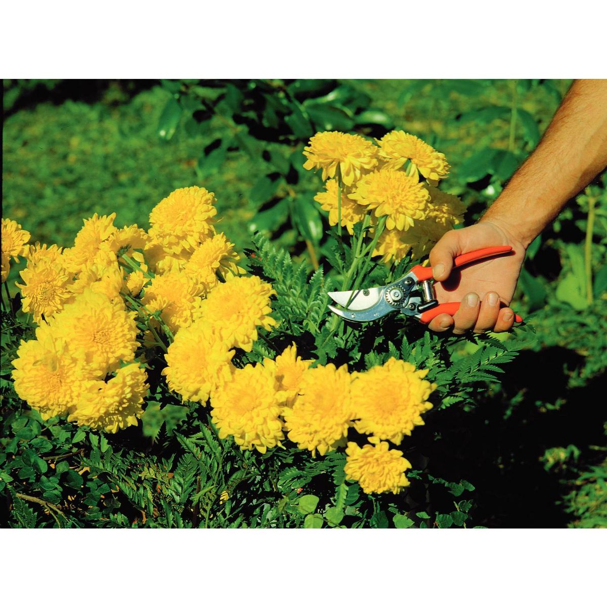 TRAMONTINA - Tijera para podar profesional