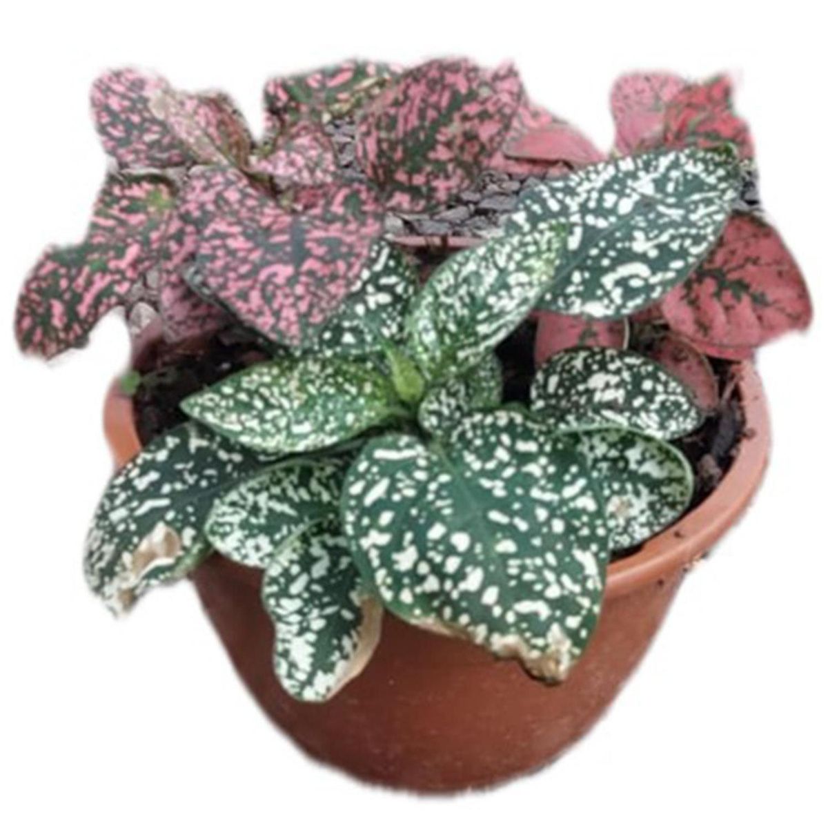 FAMILY GARDEN VIVERO - Arreglo Hypoestes 15 cm Natural CT15